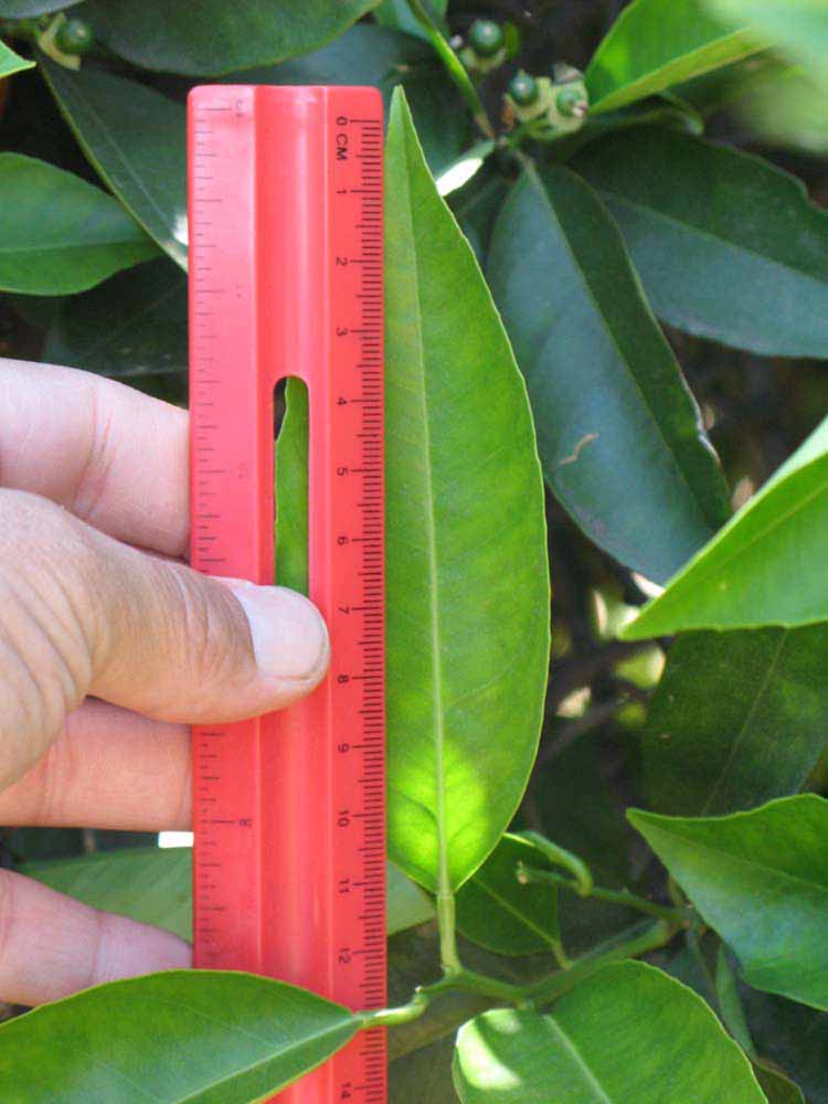              Unifoliolate leaf (Riverside, CA)       